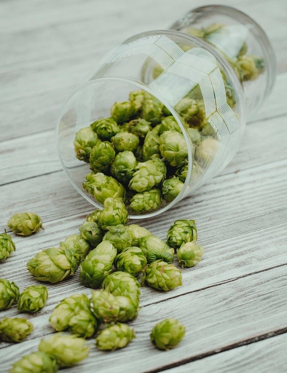 Le Houblon : origine, récolte et utilisation